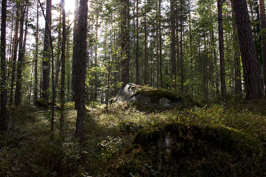 stone, forest, tree, pines, nature, plant, land, tranquility HD wallpaper