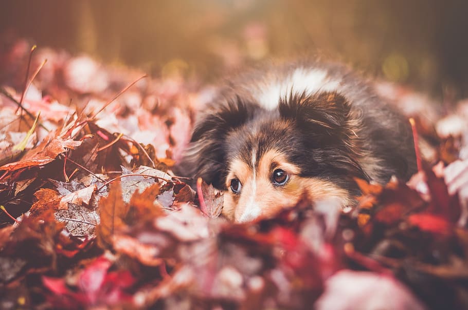 adult black and tan rough collie lying on maple leaves during daytime HD wallpaper