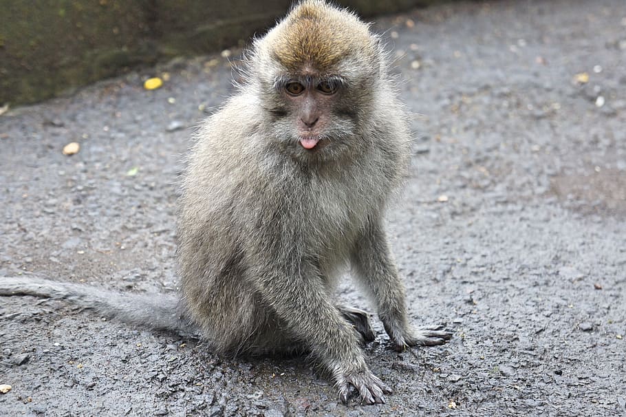 indonesia, bali, monkey, macaques, animal, nature, one animal HD wallpaper