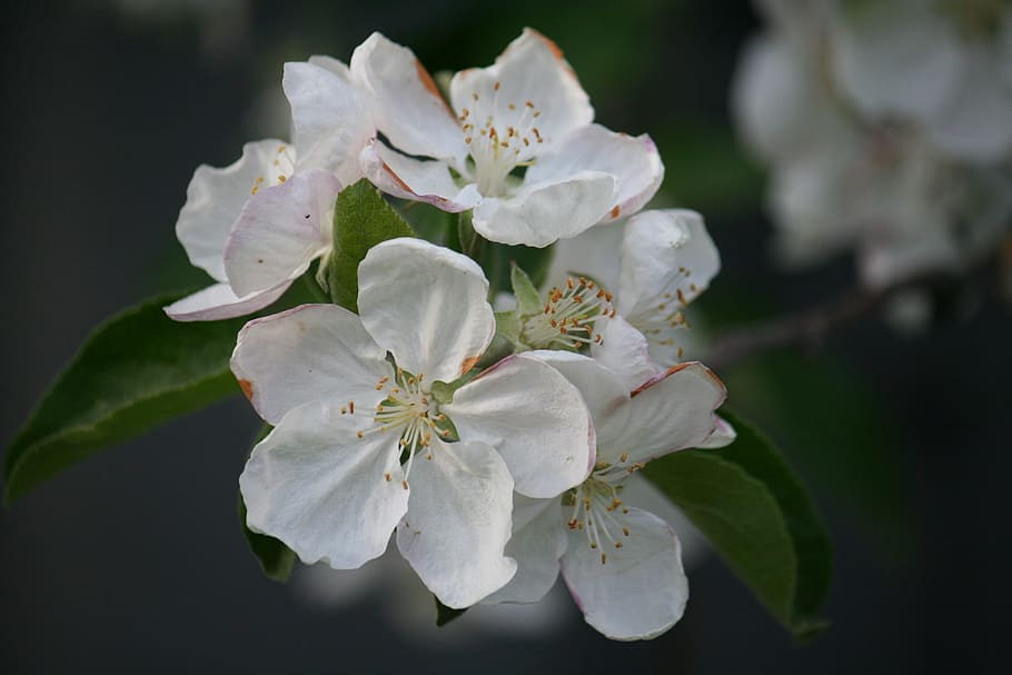 macro flowers, white, dacha, forest, apple tree, closeup, spring HD wallpaper