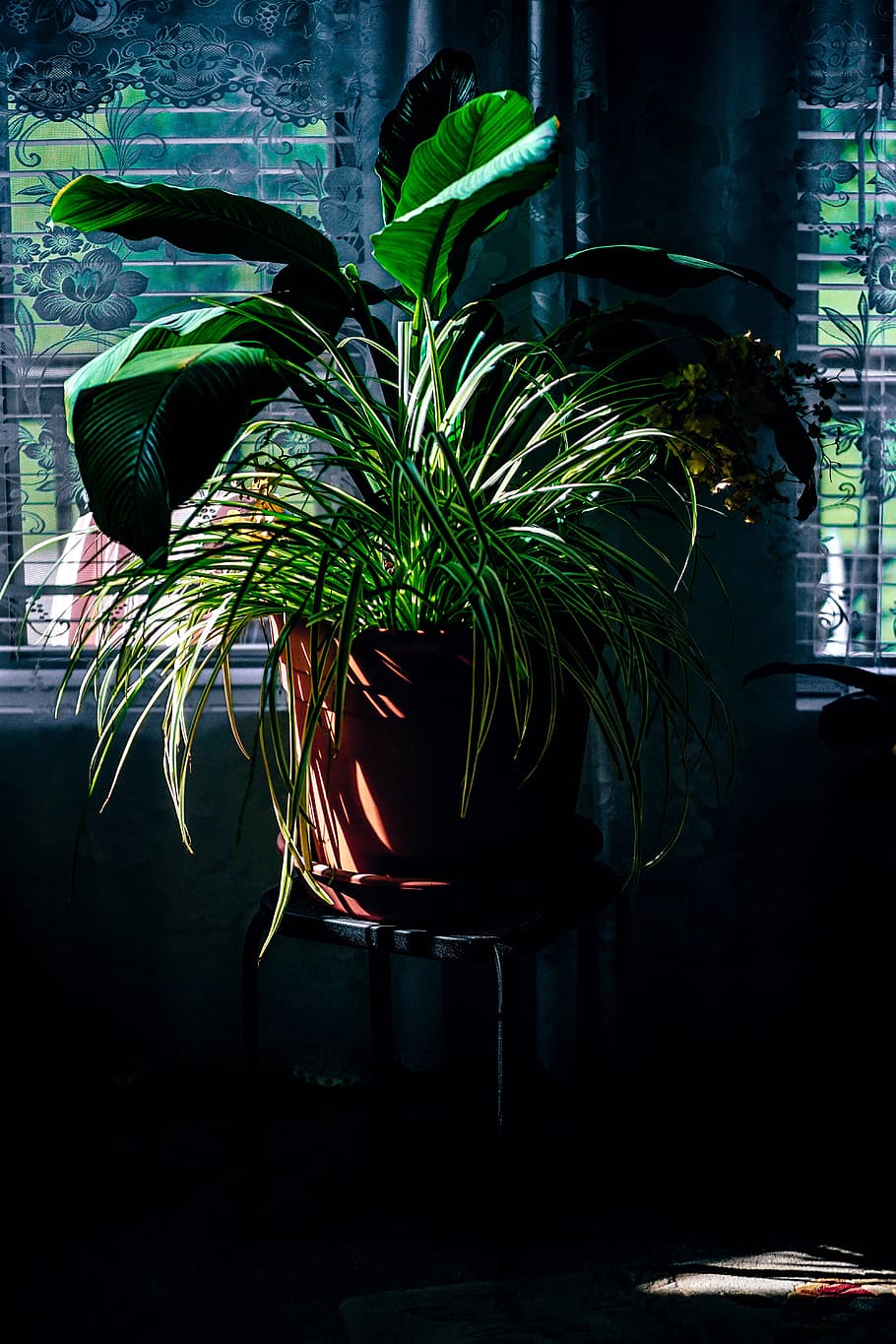 nature, space, dark, pot, arrangement, background, blur, botanical HD wallpaper