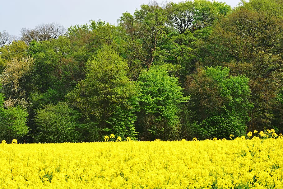 oilseed rape, tree, field, summer, sky, yellow, green, landscape HD wallpaper