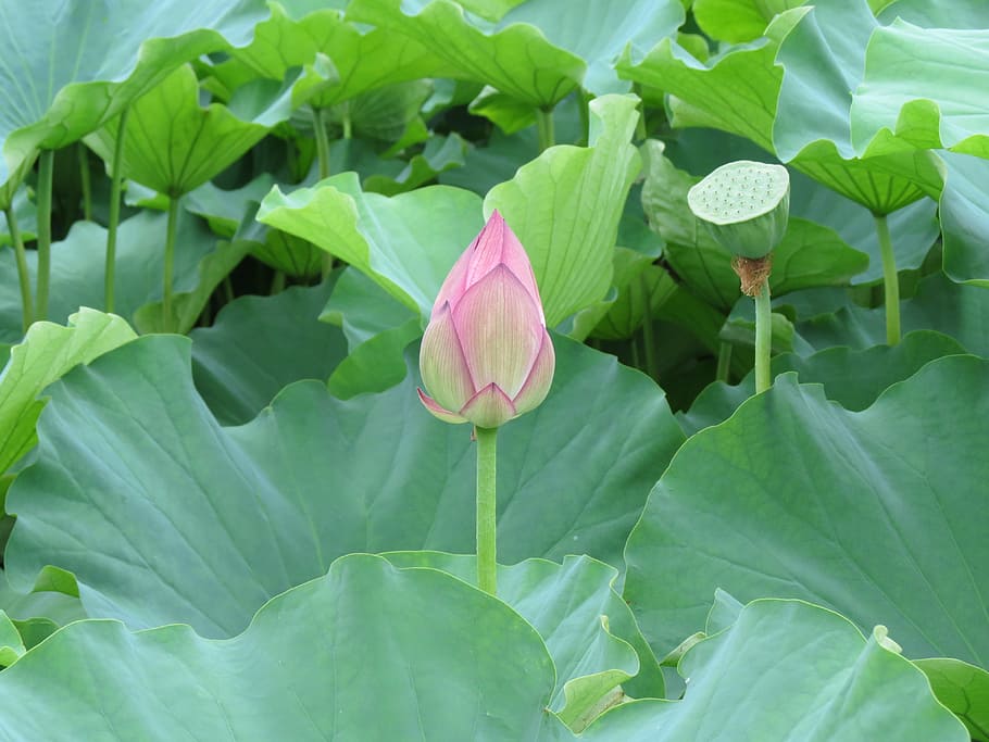 flower, natural, lotus flower, pink, plant part, leaf, growth HD wallpaper