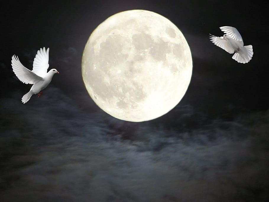 two doves flying near full moon, clouds, nature, outdoors, sky HD wallpaper