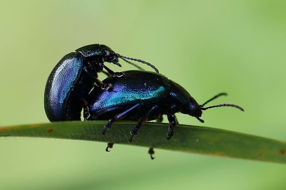 sky-blue leaf beetle, pairing, reproduction, insect, close HD wallpaper