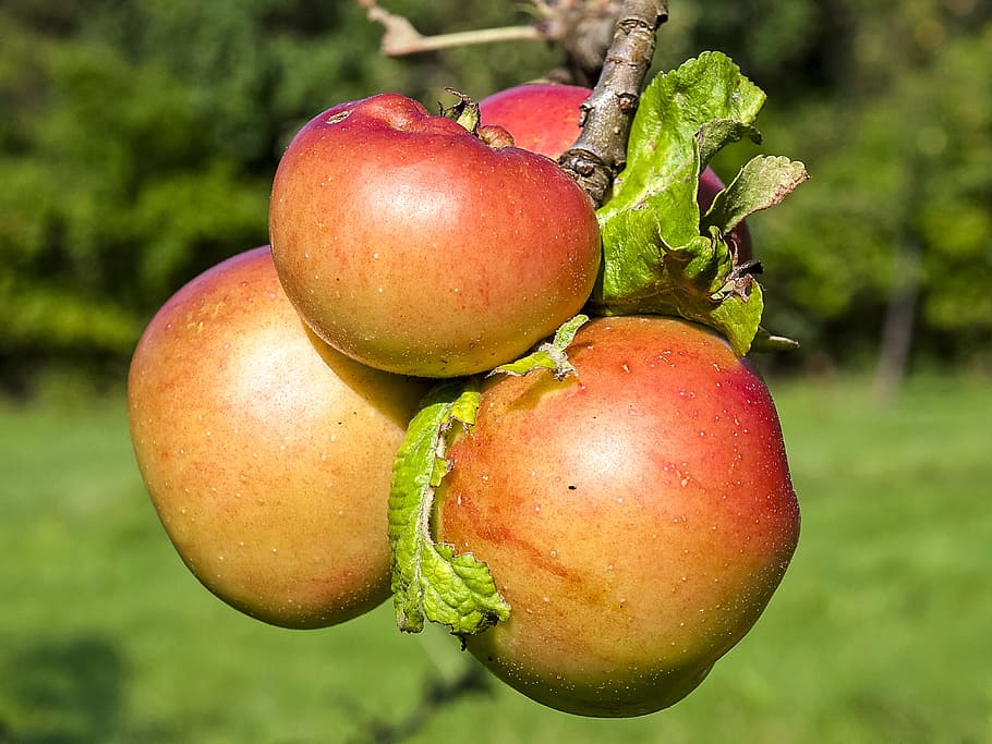Fruit, Apple Tree, Nature, food and drink, healthy eating, close-up HD wallpaper