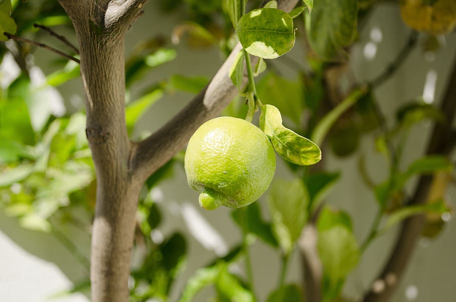 lemon, fruit, vegetables, tree, green, nature, garden, branch HD wallpaper