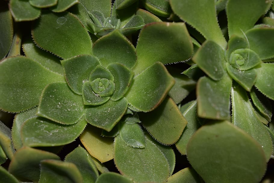 Bright Leaf, green, green leaf, nature, green leaves, plants HD wallpaper