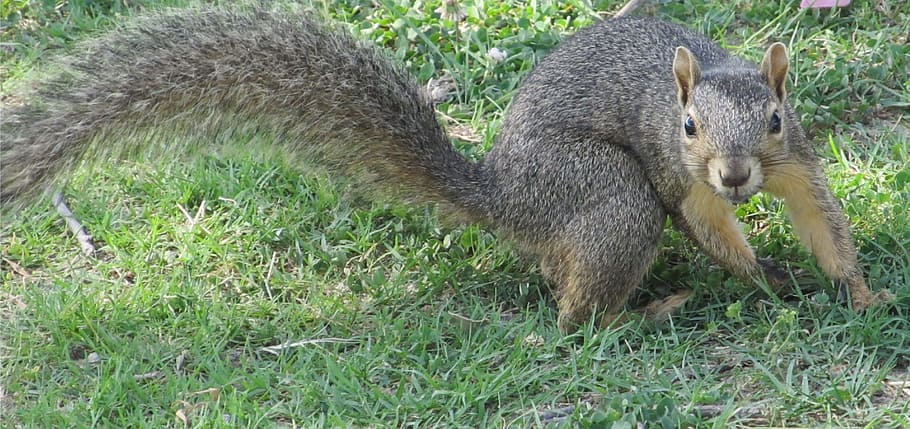 common squirrel, turning, ground, foraging, furry, furry tail HD wallpaper