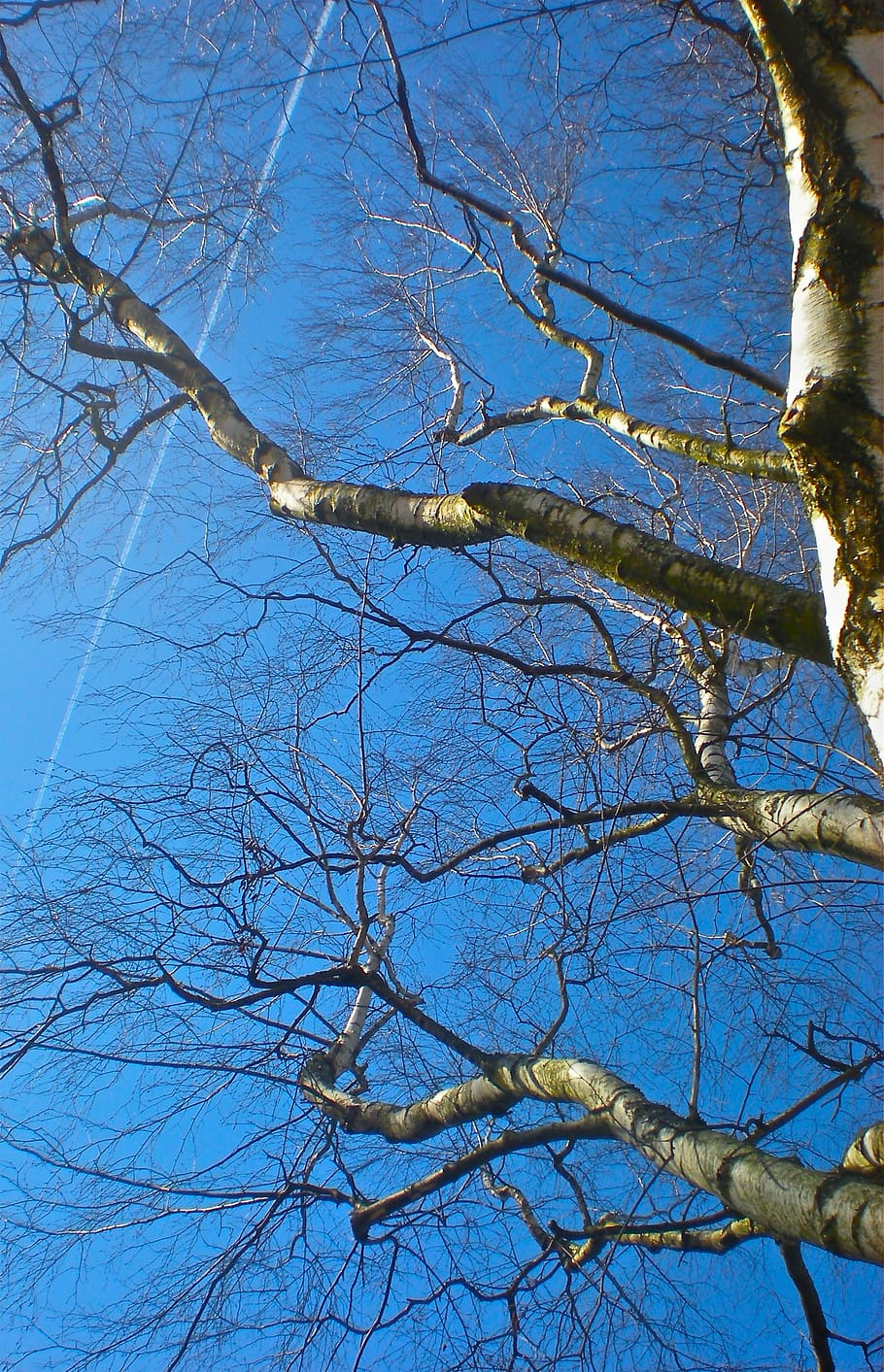 birch, blue sky, summer, tree, branch, plant, bare tree, low angle view HD wallpaper