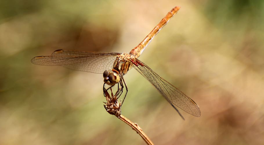 Dragonfly, Insecta, Wings, Nature, animal, close-up, macro HD wallpaper
