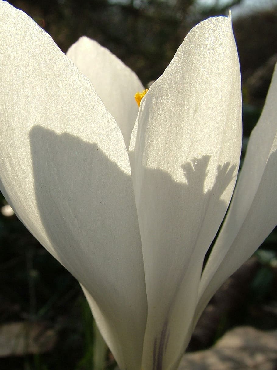 Spring, Crocus, White, flower, white color, nature, close-up HD wallpaper