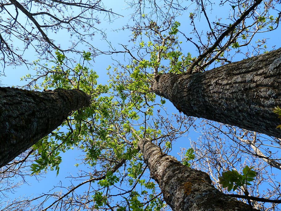 Trees, Nature, Spring, Perspective, foliage, sky, blue, branches HD wallpaper