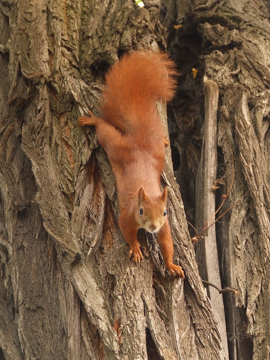 brown animal, the squirrel, tree, nature, rodent, wildlife HD wallpaper