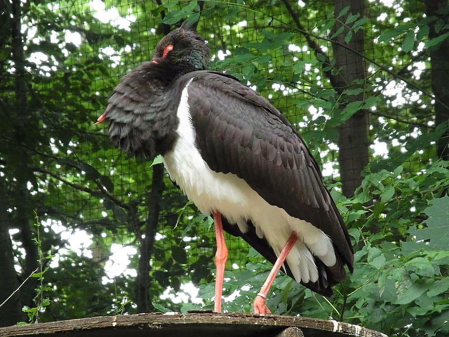 HD wallpaper: black stork, ciconia nigra, bird, animal, vertebrate ...