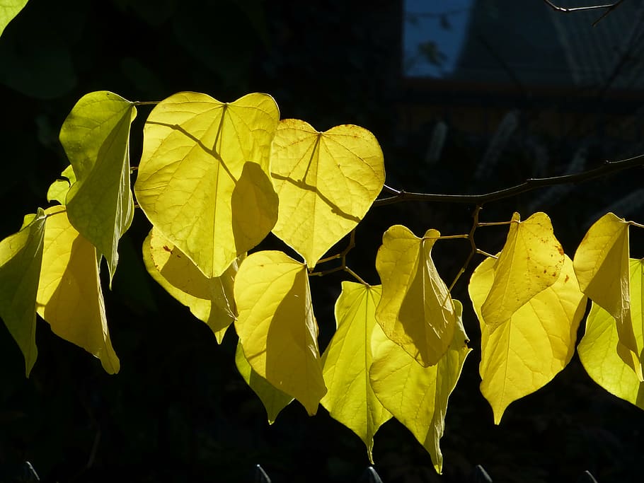 fall foliage, judas tree, yellow, back light, leaves, public record