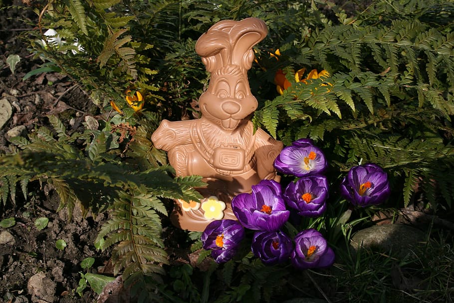 easter bunny, nature, chocolate, grass, spring, crocus, easter theme HD wallpaper