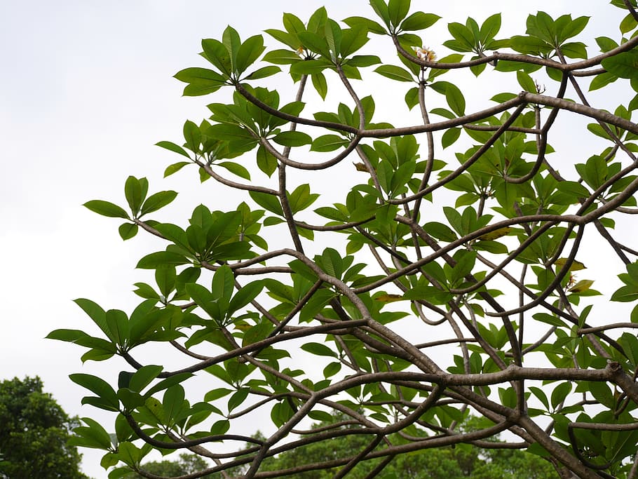 tree, leaves, green, forest, foliage, branch, nature, park HD wallpaper
