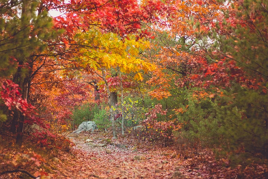 autumn, fall, trees, leaves, nature, change, plant, beauty in nature HD wallpaper