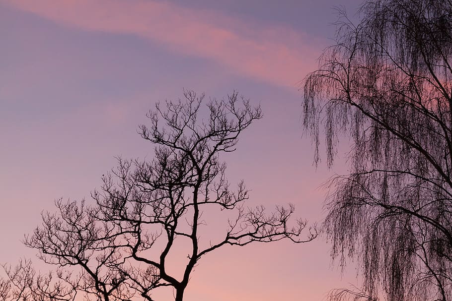 tree, cloud, sky, silhouette, birch, evening light, nature HD wallpaper