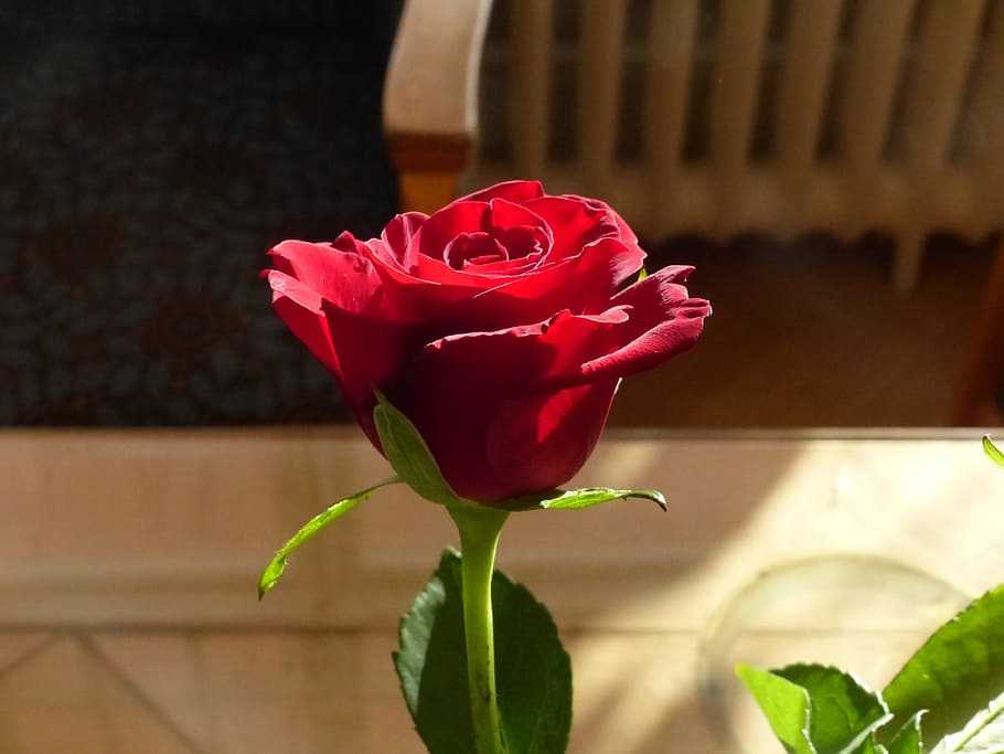 Ros, Flower, Table, Leaf, red, rose - Flower, love, bouquet HD wallpaper