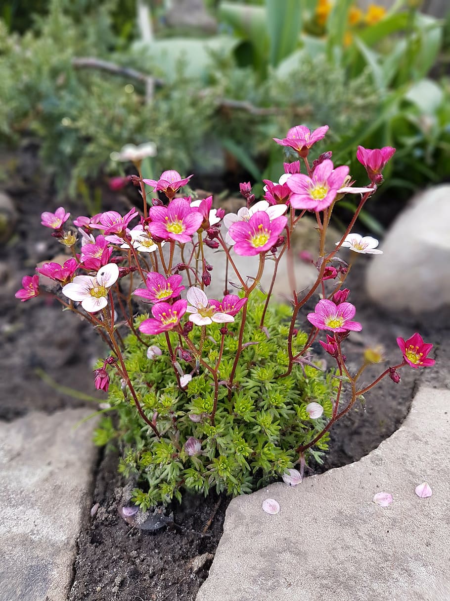 flowers, spring, rockery, nature, plant, flowering plant, freshness HD wallpaper