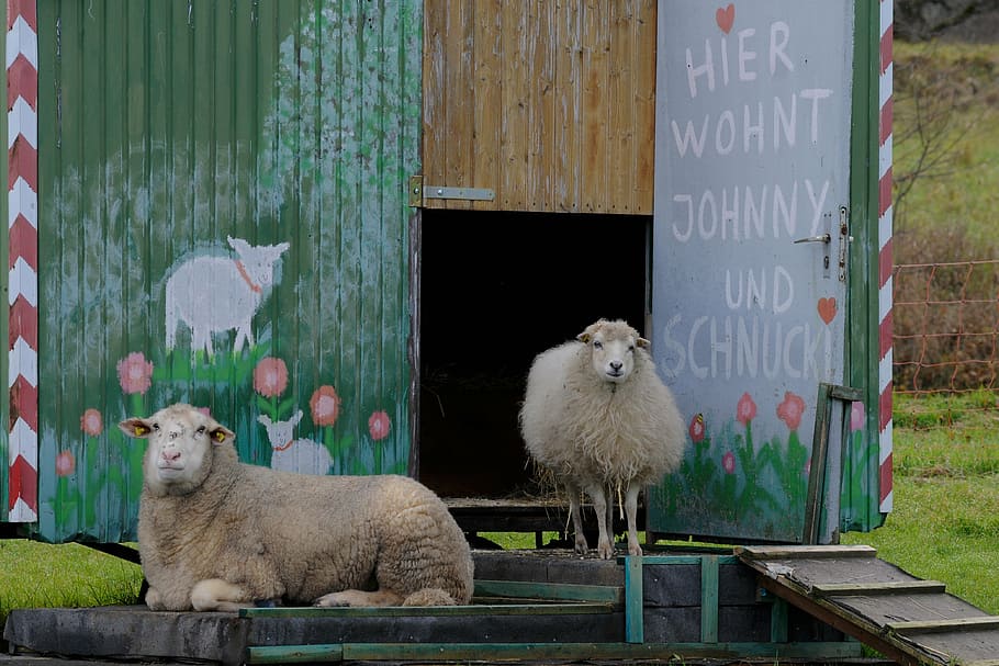 sheep, bauwagen, live, animal, animal themes, mammal, domestic animals HD wallpaper