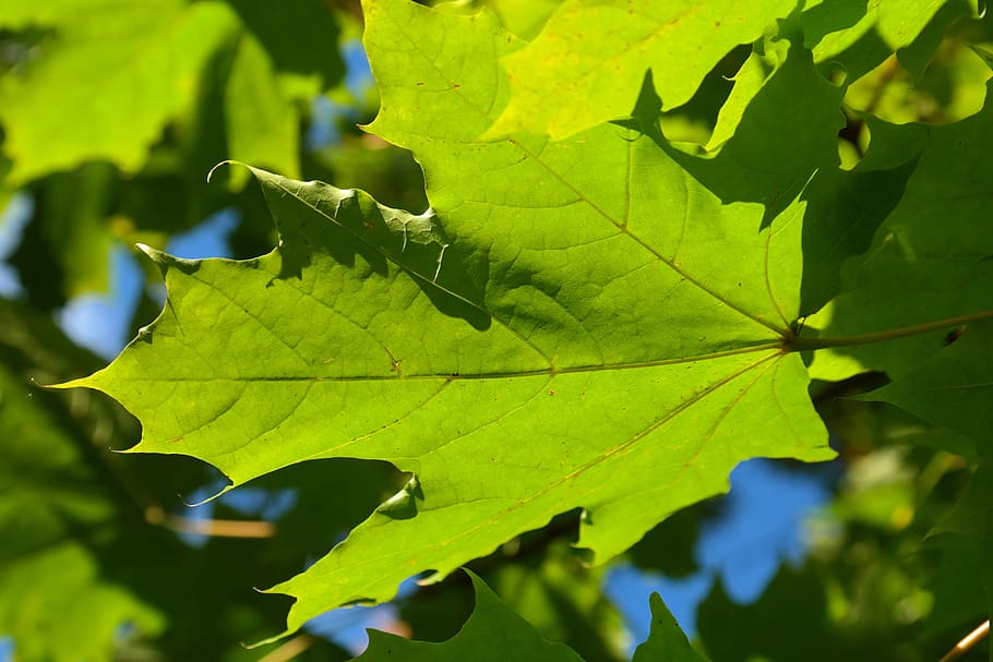 leaf, green, maple, maple leaf, silver maple, tree, acer saccharinum, HD wallpaper