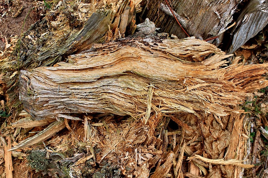Wood, Old, Tree, Decay, Ailing, Log, gnarled, nature, structure HD wallpaper