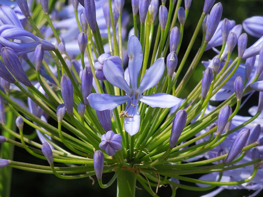 agapanthus, flowers, nature, britains, flowering plant, beauty in nature, HD wallpaper