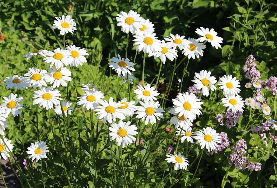 Flowers, Spring, Chamomile, white flowers, nature, closeup HD wallpaper