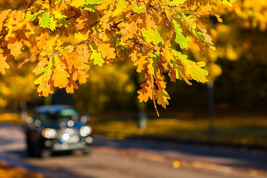 shallow focus photography of yellow leafed tree, autumn, car, HD wallpaper