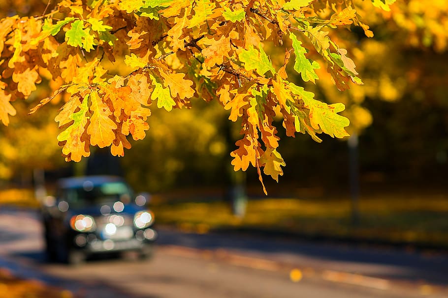 shallow focus photography of yellow leafed tree, autumn, car HD wallpaper