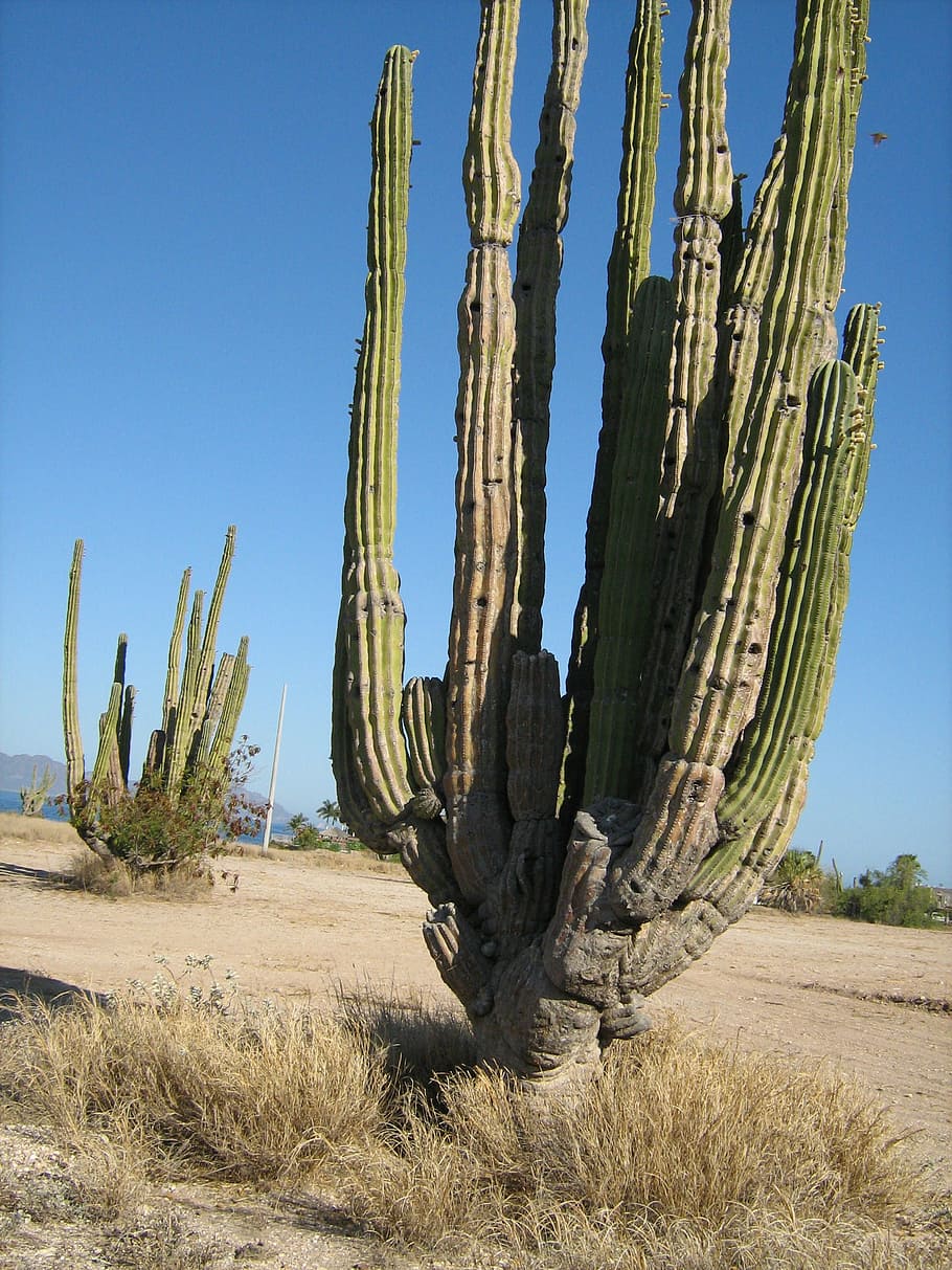 cactus, desert, plant, sky, land, nature, succulent plant, growth HD wallpaper