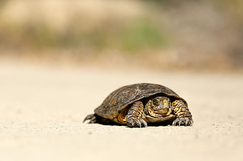 brown tortoise on brown sand, brown turtle, shell, slow, terrapin HD wallpaper