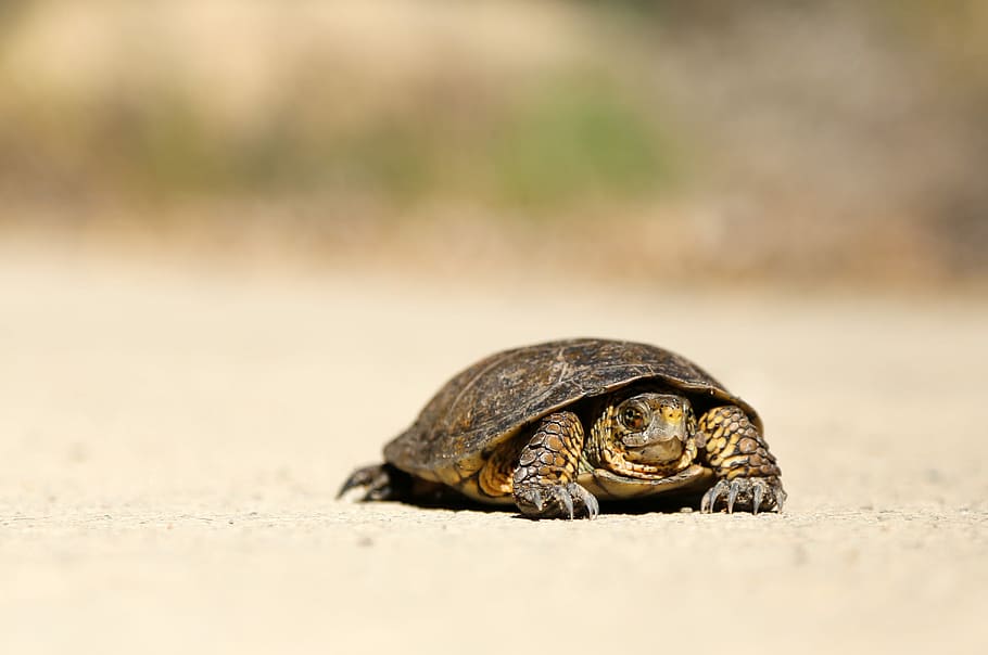 brown tortoise on brown sand, brown turtle, shell, slow, terrapin HD wallpaper