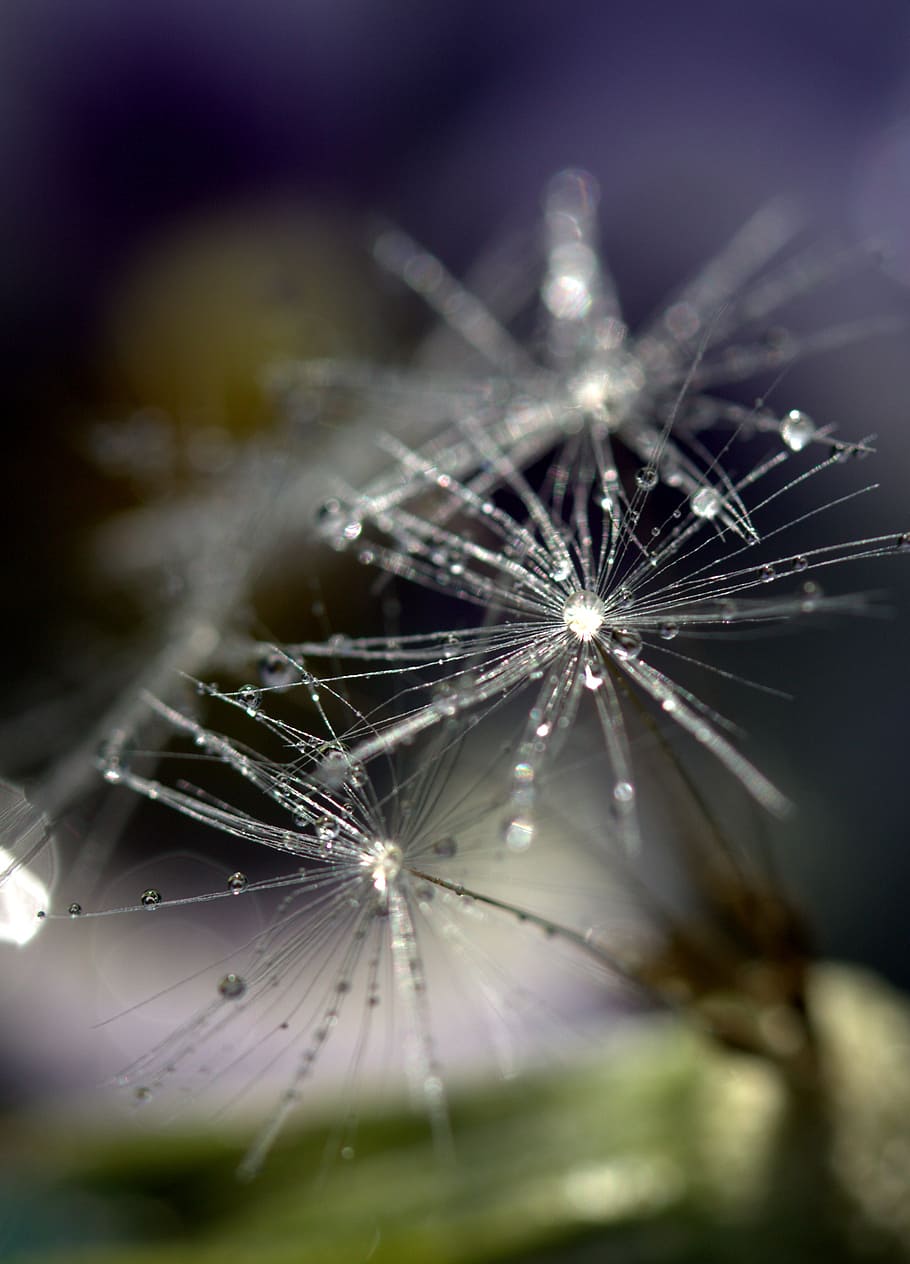 dandelion, drops, macro, plant, water, nature, close-up, abstract HD wallpaper