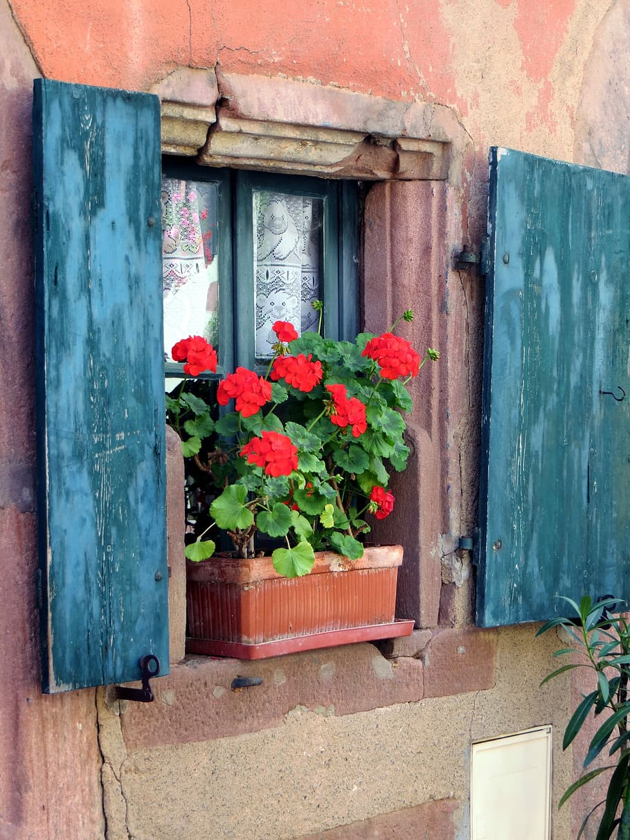 photo of red petaled flowers on brown clay pot put near window