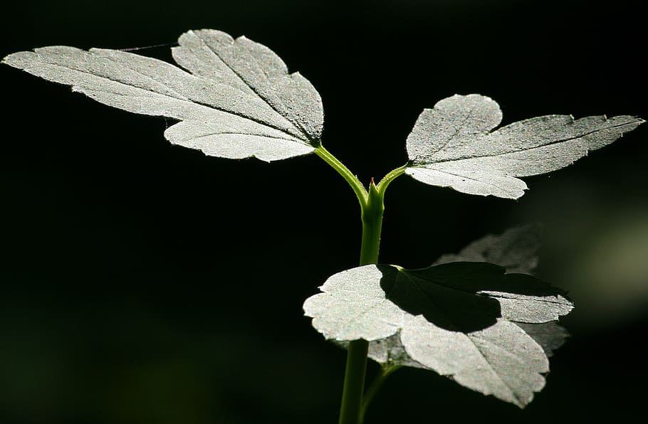 nature, sunlight, leaves, macro, plant, bright, leaf, plant part HD wallpaper