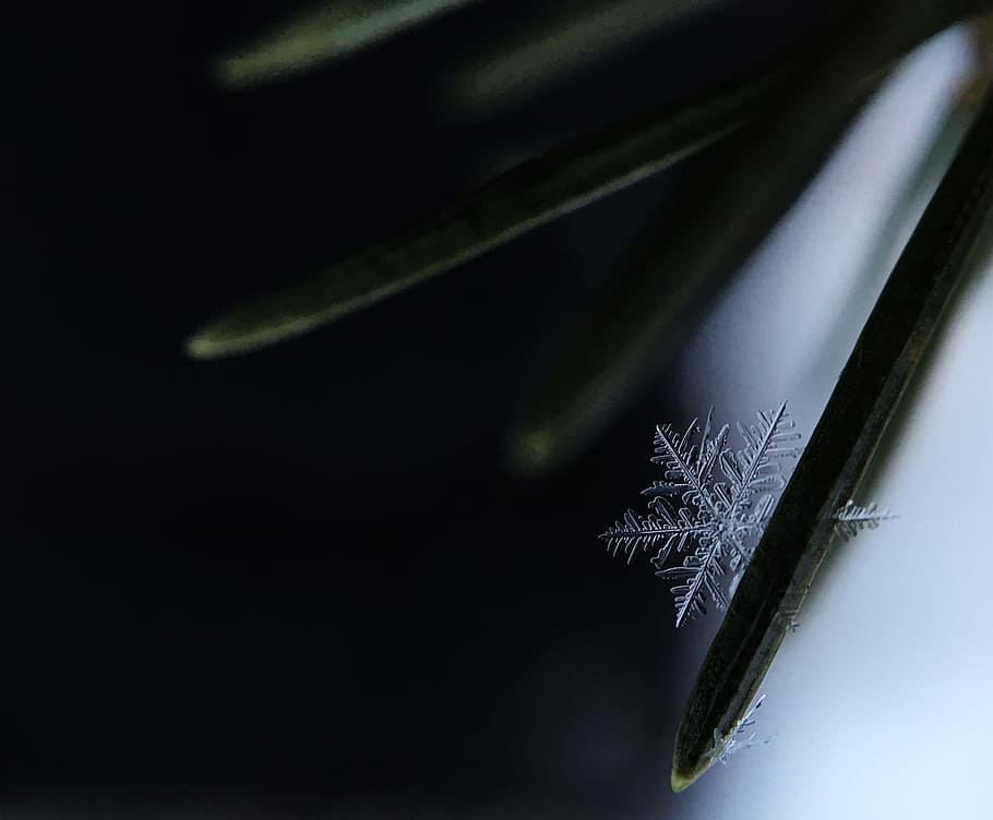 Macro of one snowflake on a pine needle in Flushing, Michigan, untitled HD wallpaper