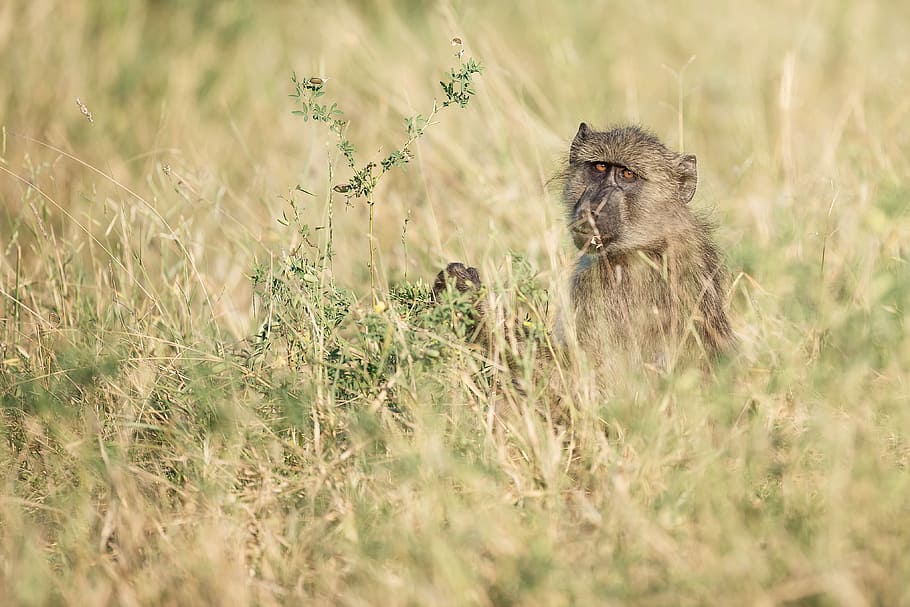shallow focus photography of monkey in the middle of grass field, photo of monkey near green grass HD wallpaper