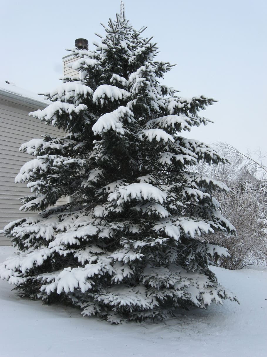 tree, pine, snow, snowy, winter, white, christmas, outdoors HD wallpaper