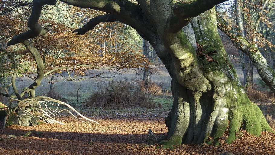 tree, nature, lovers, landscape, plant, trunk, tree trunk, growth HD wallpaper