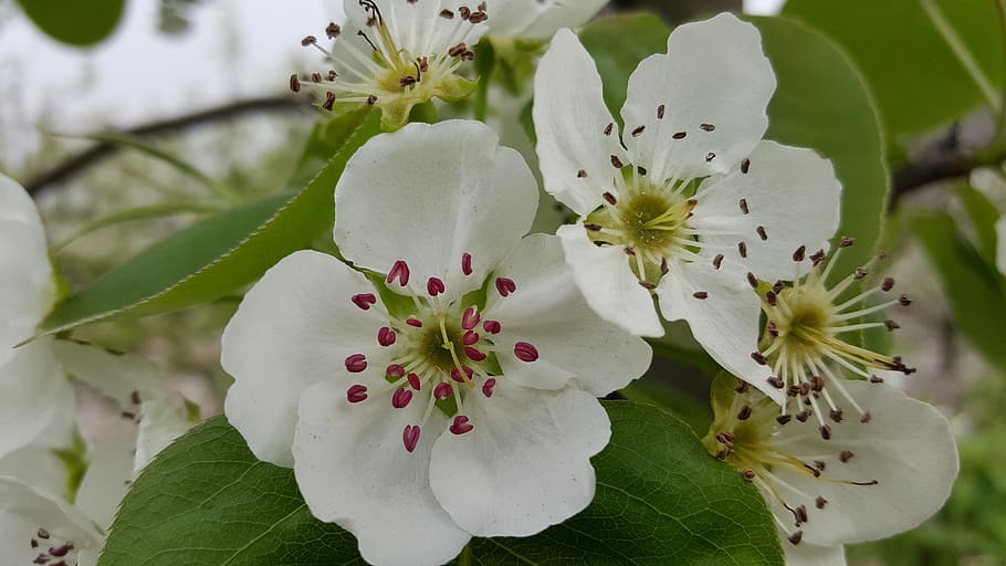 Spring, Pear, Views, nature, flower, plant, close-up, petal HD wallpaper