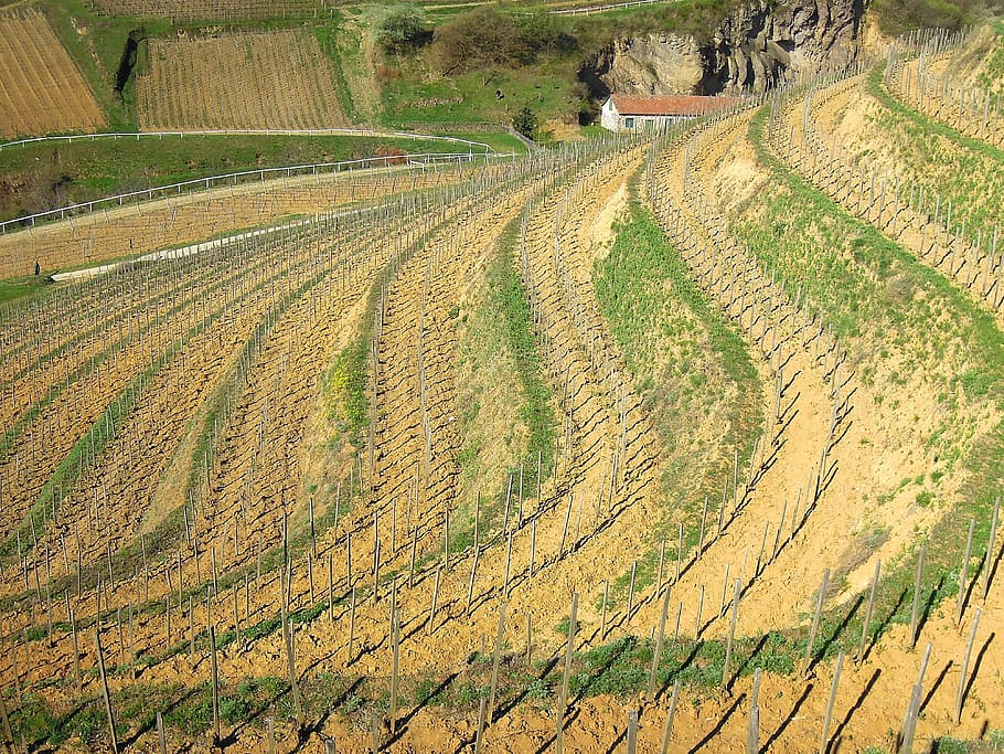 vineyard, grape, spring, plantation, mountain, terrace, terrace cultivation HD wallpaper