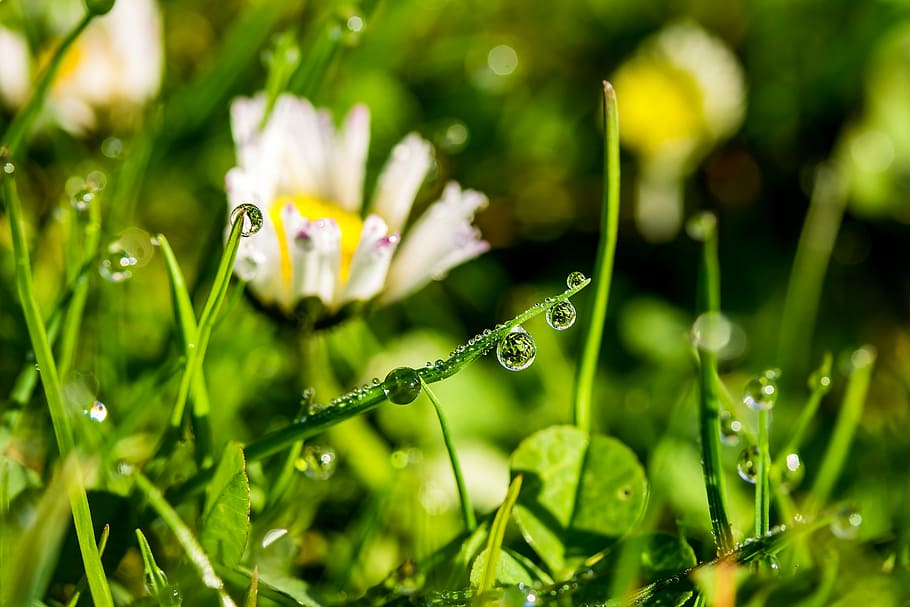 focused photo of daisy flowers, drip, raindrop, dewdrop, drop of water