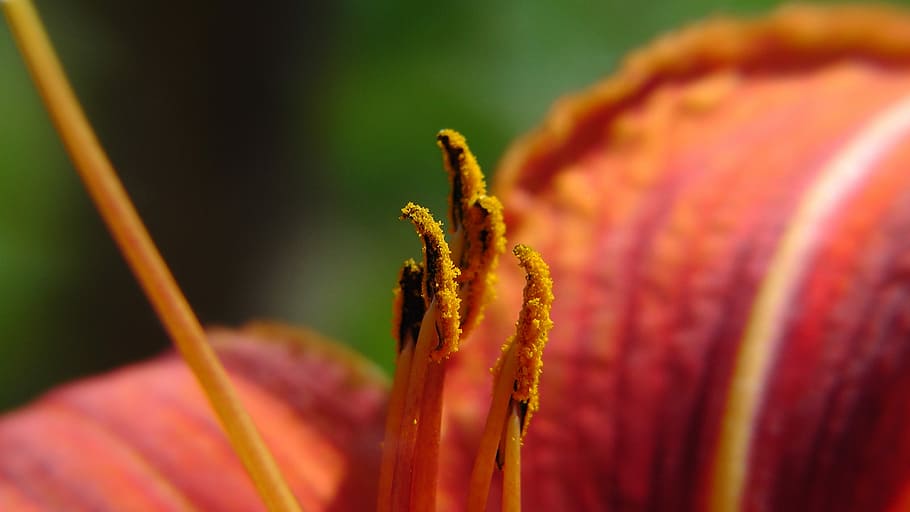 flowers, lily, macro, close, pollen, stamp, pistil, blossom HD wallpaper