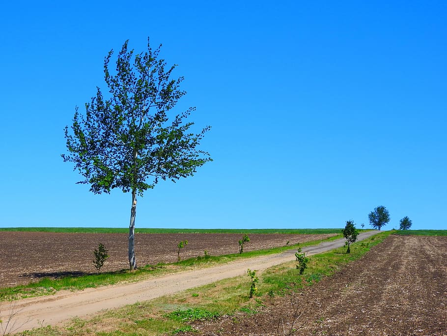 nature, field, horizon, landscape, plant, sky, tree, environment HD wallpaper