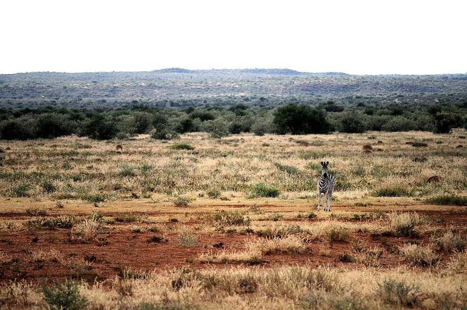 zebra, veld, red, soil, grass, landscape, environment, nature, HD wallpaper