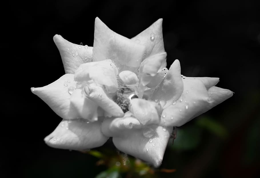 white rose, knockout, rain drops, petals, plant, natural, flower HD wallpaper